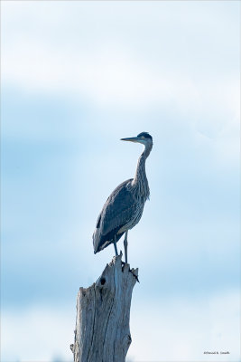 Great Blue Heron on a stump, Skagit County