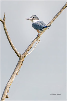 Belted Kingfisher, Skagit County