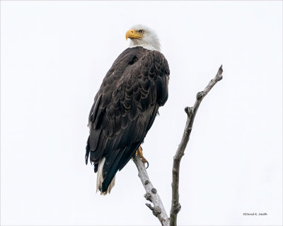 Bald eagle perched, Skagit County