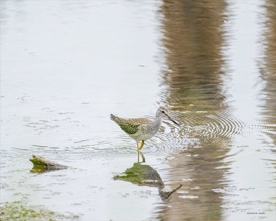 Greater yellowlegs, Skagit County