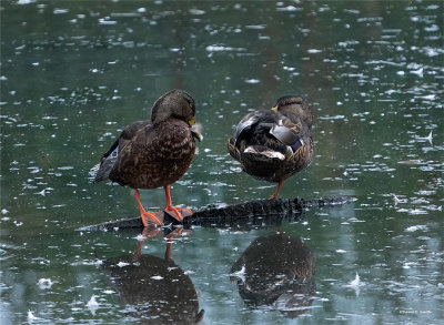 Ducks on a messy pond, Skagit County