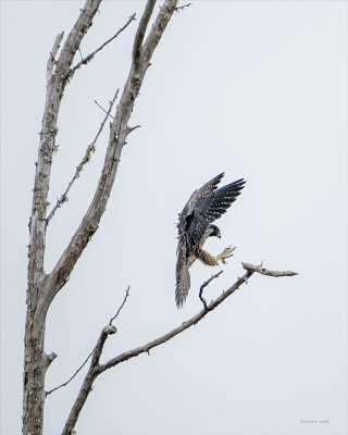 Peregrine falcon, Skagit County
