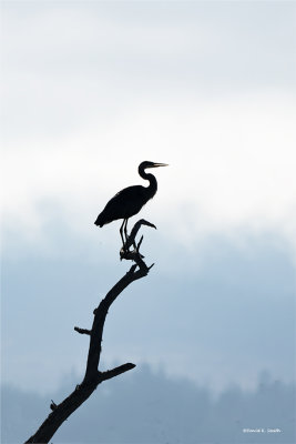 Great Blue Heron Silhouette, Skagit, Co.