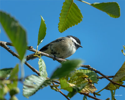 Blackcap-chickadee, Skagit County