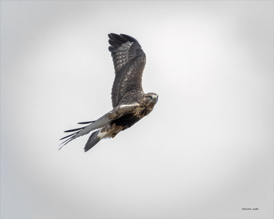 Rough-legged hawk, Lincoln, County