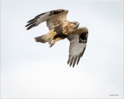 Rough-legged hawk, Lincoln, County