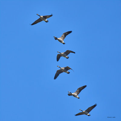 Canadian geese, Skagit, County