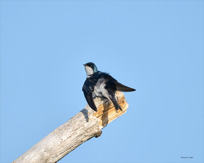 Tree Swallow, Skagit, Co