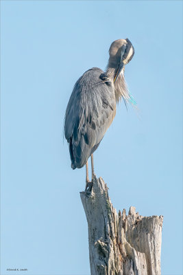 Great Blue Heron Perched, Skagit, Co.