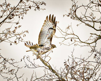 Red tail hawk takes flight, Skagit, CO.
