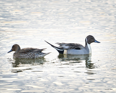 Northern Pintail ducks, Skagit, Co.