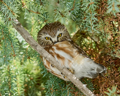 Northern-Saw-Whet-Owl, Douglas, Co.