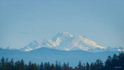 Mt-Baker and Snow Geese, Skagit, Co.