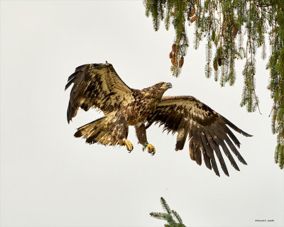 Juvenile Bald Eagle, Skagit, Co.