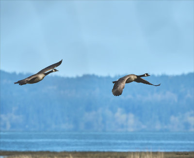 Canadian geese, Skagit, Co.