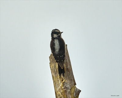 Downy Woodpecker, Skagit, Co.
