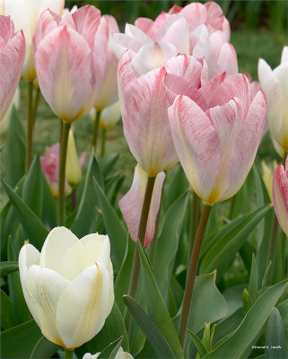 Tulips, Skagit, Co.