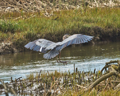 Great blue heron, Skagit, Co.