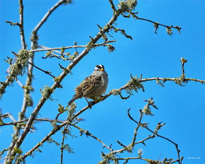 White-crowned sparrow, Skagit, Co.