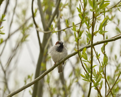House sparrow, Skagit, Co.