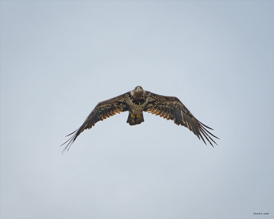 Immature bald eagle, Skagit, Co.