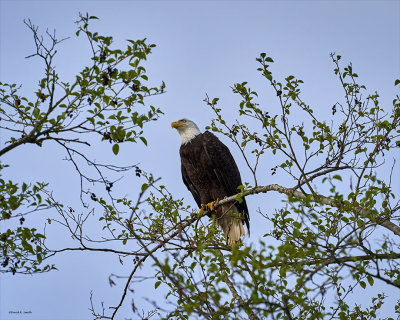 Bald eagle, Skagit, Co.