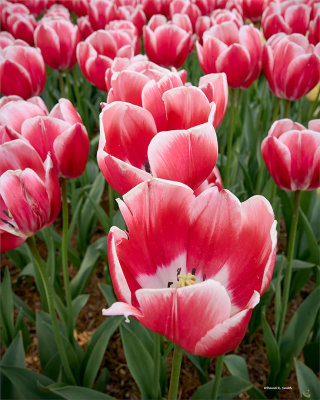 Red, pink and white Tulips, Skagit, Co.
