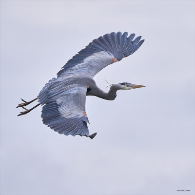 Great blue heron, Skagit, Co.
