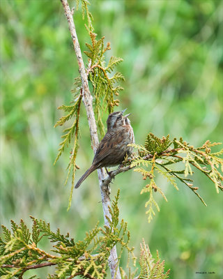 Song Sparrow, Skagit, Co.