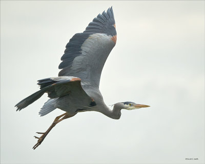 Great blue heron 'just leaving, Skagit, Co.