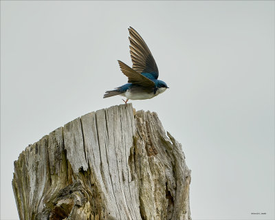 Tree swallow, Skagit, Co.