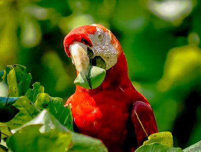 2020_wildlife