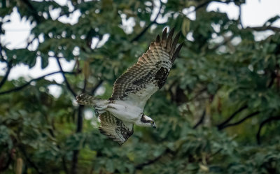 2020_wildlife
