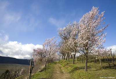 Amandiers en fleurs