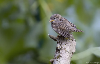 Jeune moineau