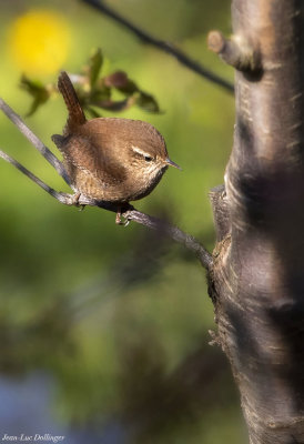 Troglodyte mignon