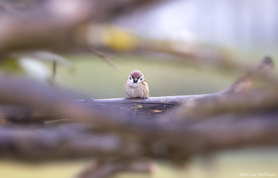 Moineau friquet