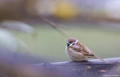 Moineau friquet