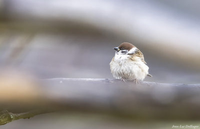 Moineau friquet