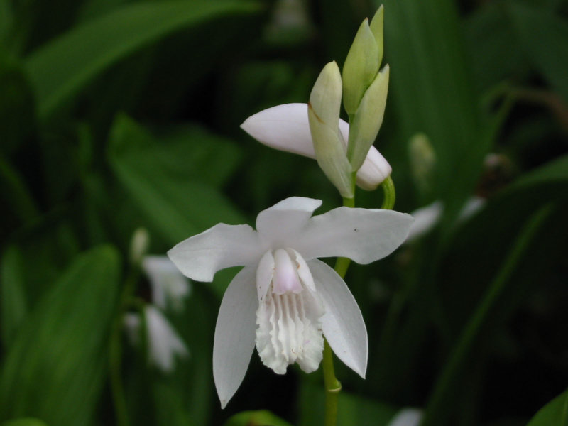 Bletilla striata #2 v alba