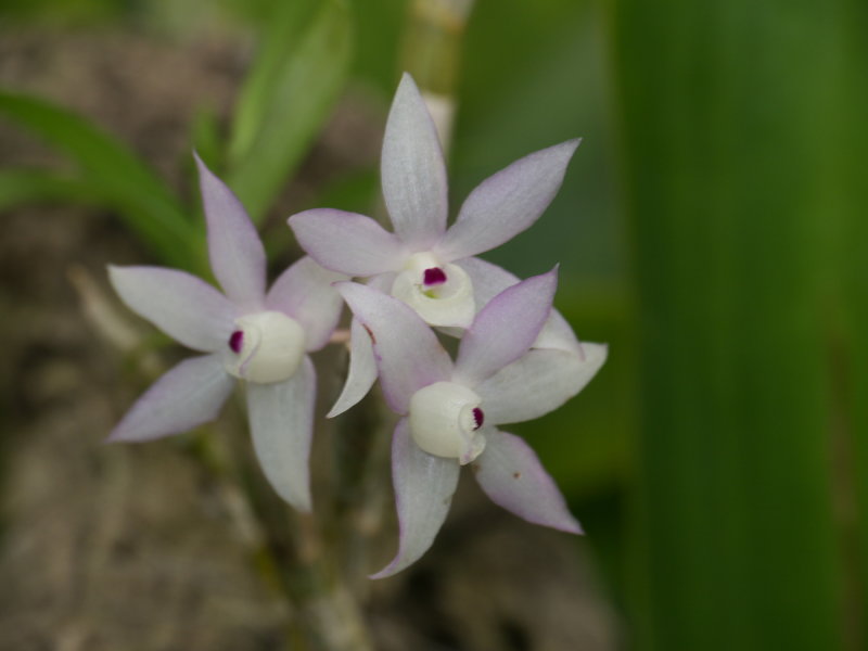 Dendrobium hercoglossum