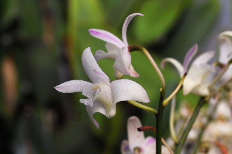 Dendrobium x_delicatum striatum