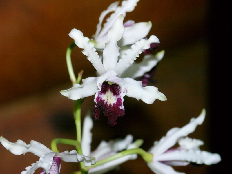 Schomburgkia thomsoniana #2 semi-alba #2 P1070409.jpg