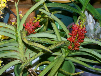 Ascocentrum curvifolium