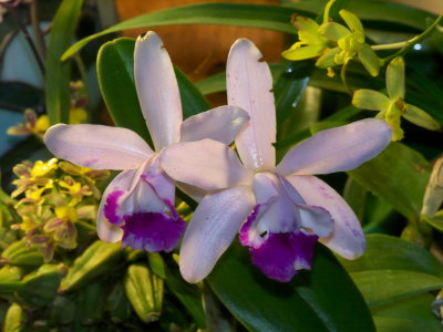 Cattleya intermedia  #3 v orlata