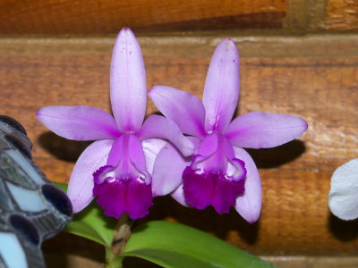 Cattleya intermedia #3 v orlata