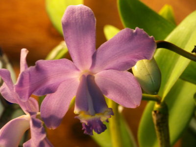 Cattleya loddigesii #8 v coerulea