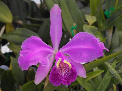 Cattleya luddemanniana #4(#3 is similar to this)