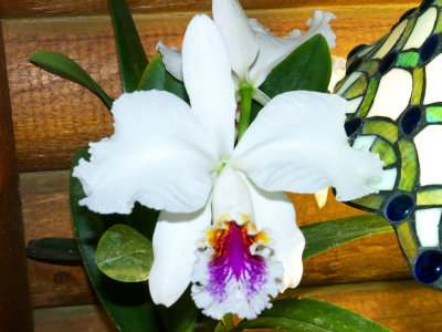 Cattleya mossiae #7 'H & R' v semi-alba