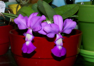 Cattleya walkeriana #3